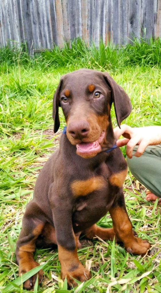 Dobermann Machos Y Hembras Perros Paraguay