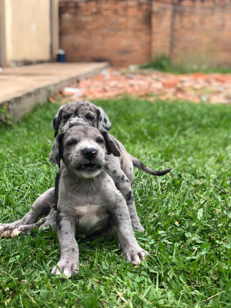 cuanto cuestan los cachorros de gran danes